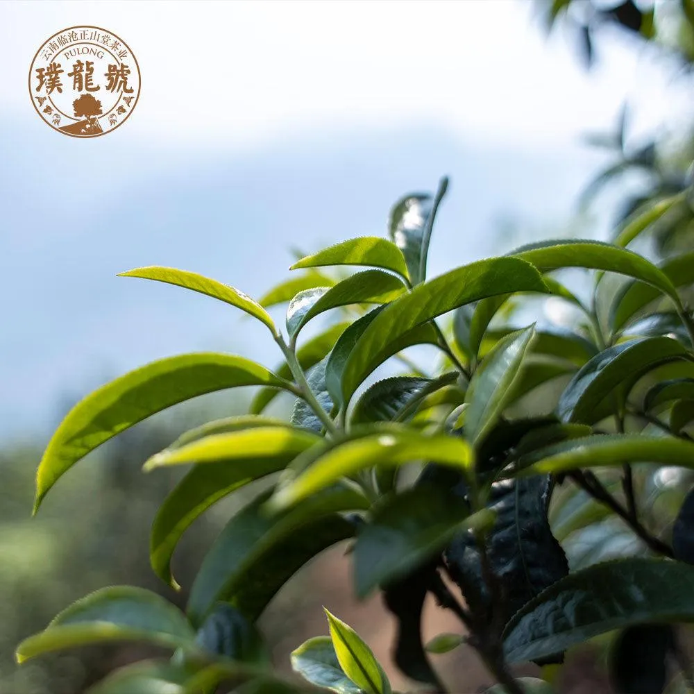 10 Years Aged Iceland Raw Pu'er Tea十年冰岛生茶 40g Box[PT01]