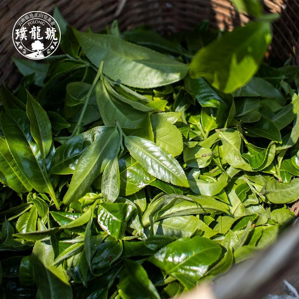 10 Years Aged Iceland Raw Pu'er Tea十年冰岛生茶 40g Box[PT01]
