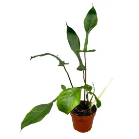 30 cm  Philodendron Joepii House Plant 17 cm Pot