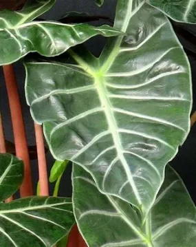 Alocasia Ivory Coast 12cm