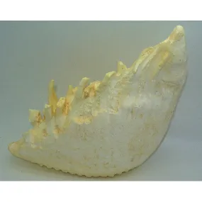 Asian Elephant Tooth Replica