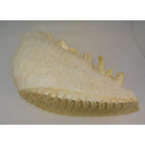 Asian Elephant Tooth Replica