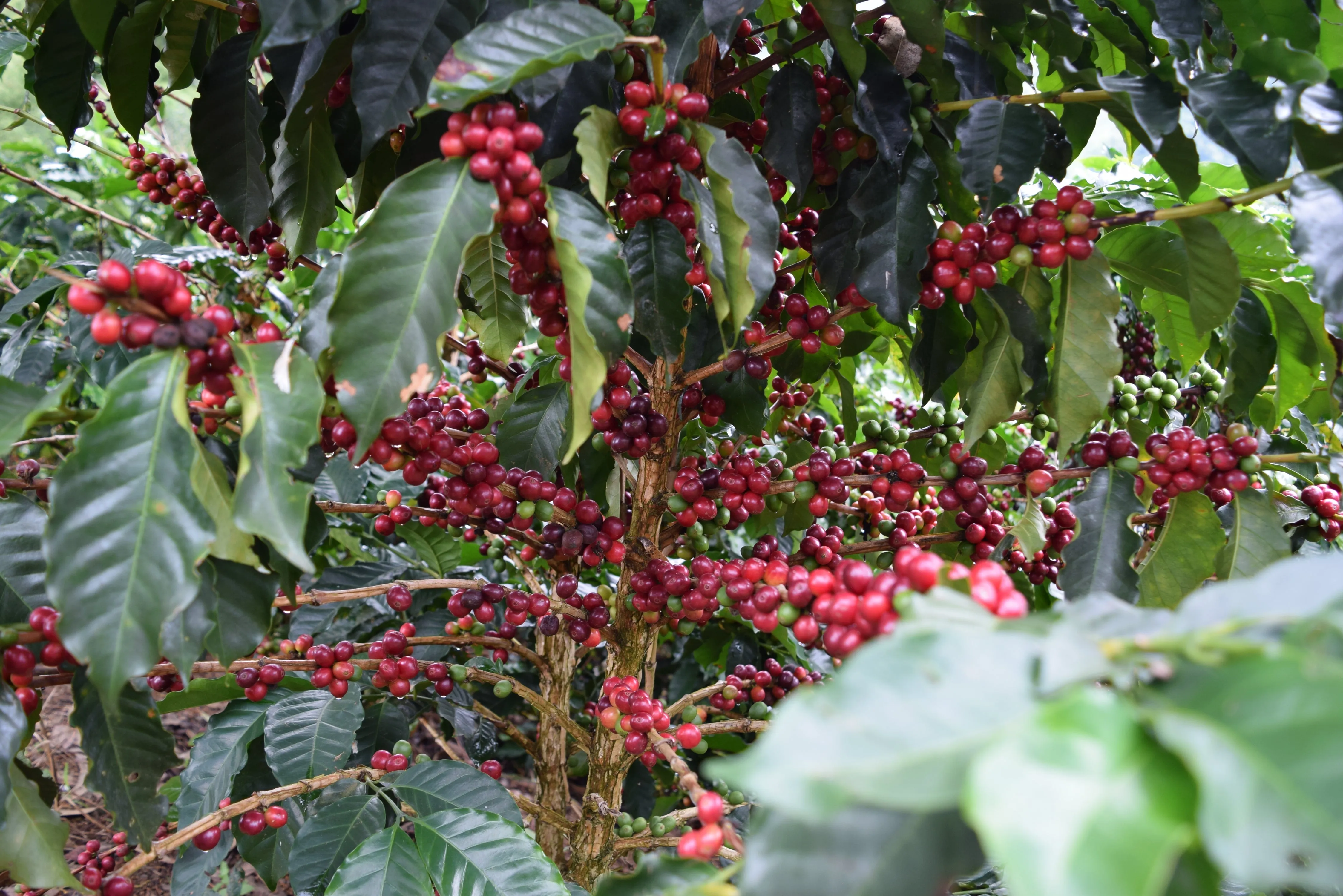 Colombia | Fernando Paiva | Caturra Washed #8487
