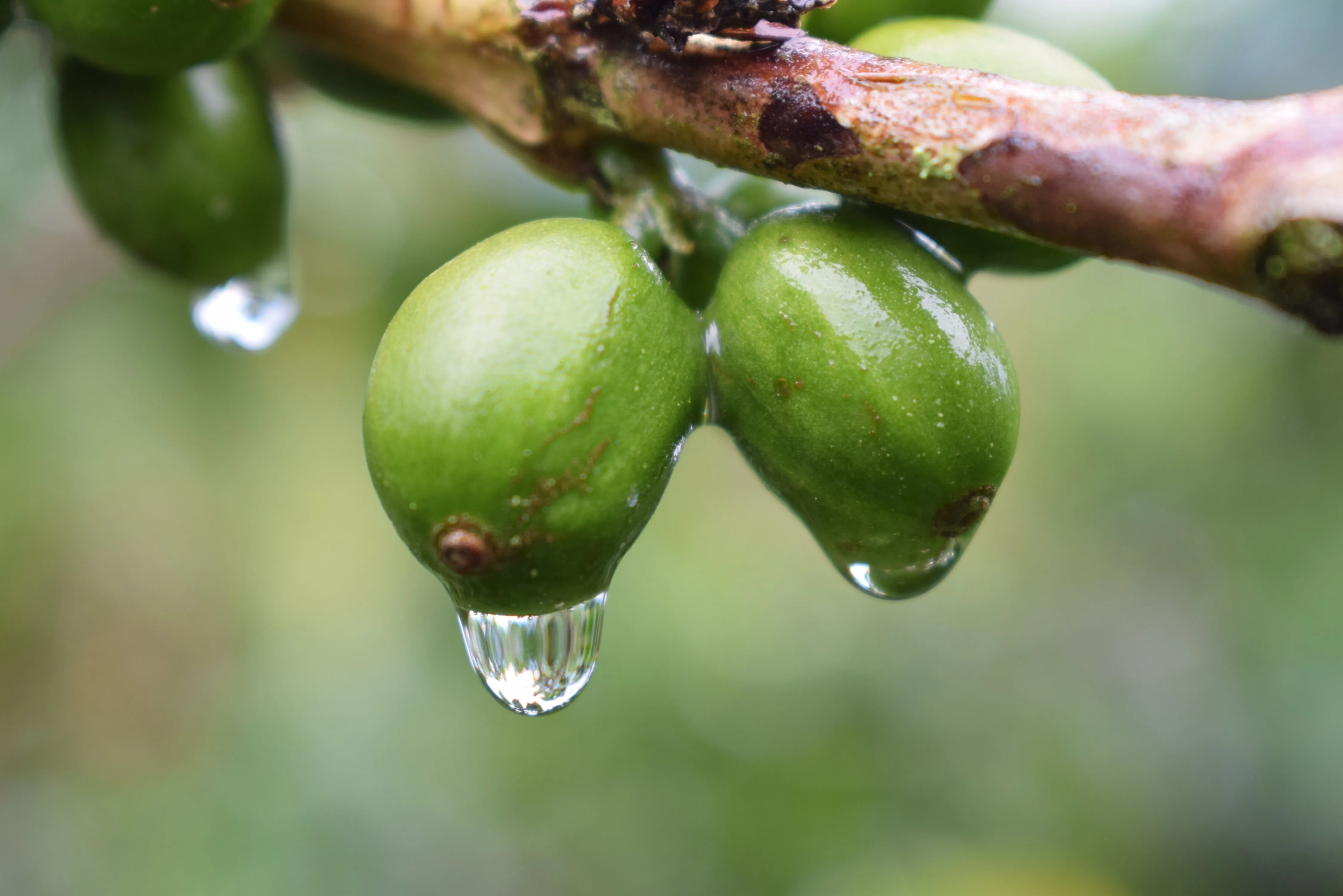Colombia | Fernando Paiva | Caturra Washed #8487