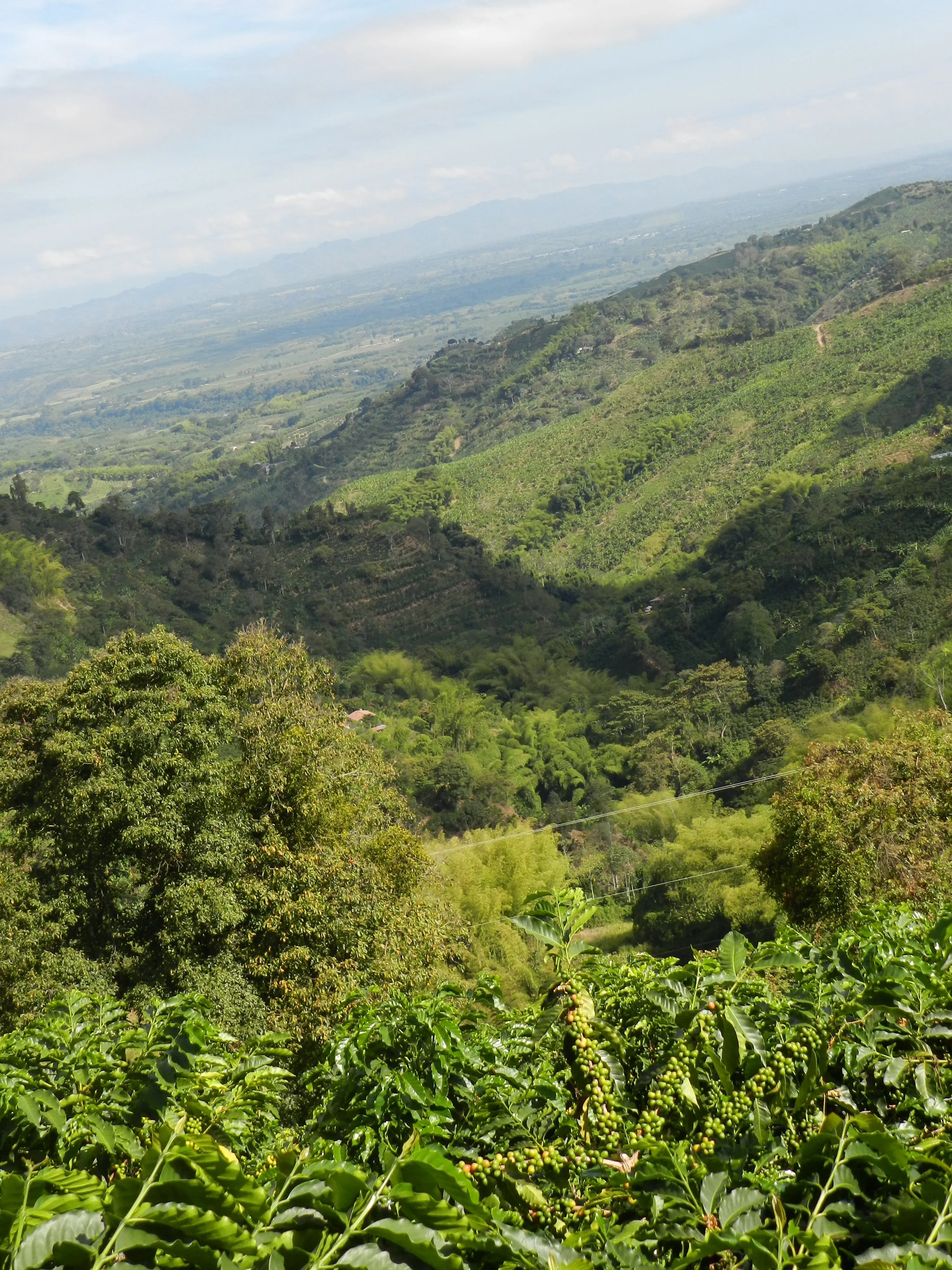 Colombia | Fernando Paiva | Caturra Washed #8487