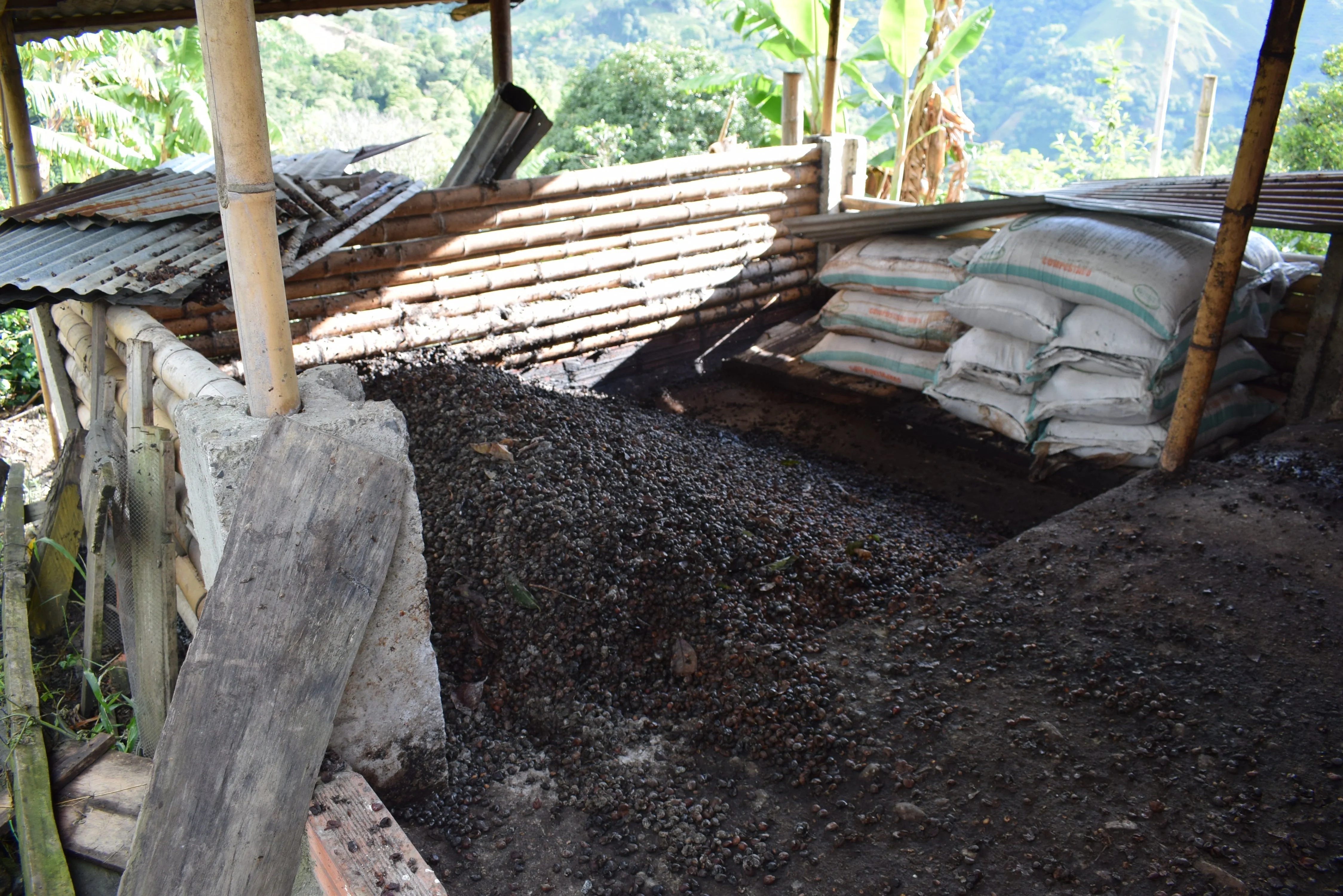 Colombia | Fernando Paiva | Caturra Washed #8487