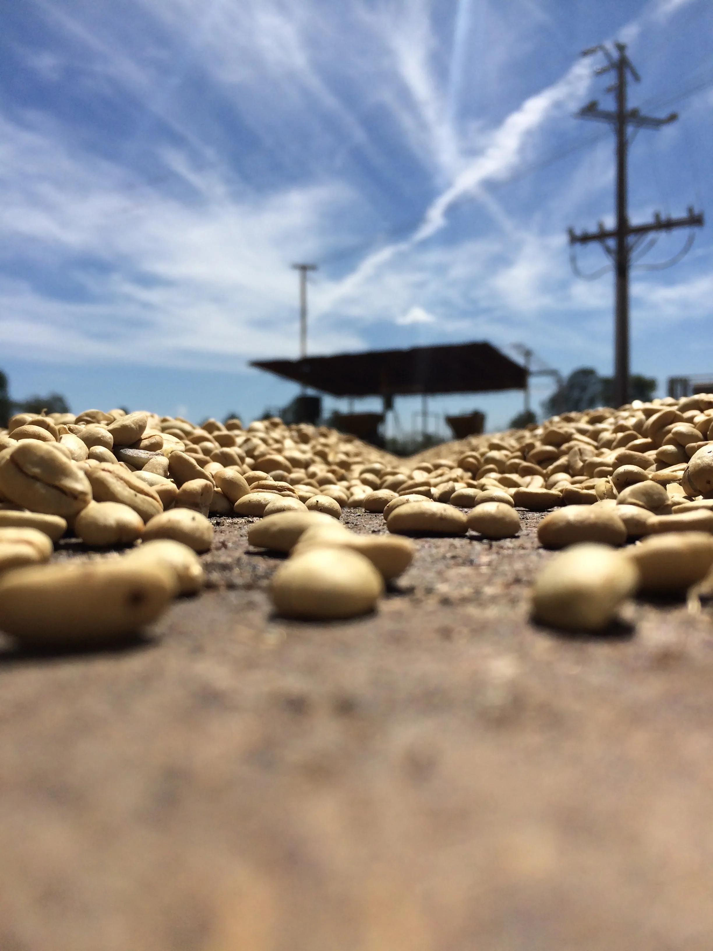 Colombia | Fernando Paiva | Caturra Washed #8487