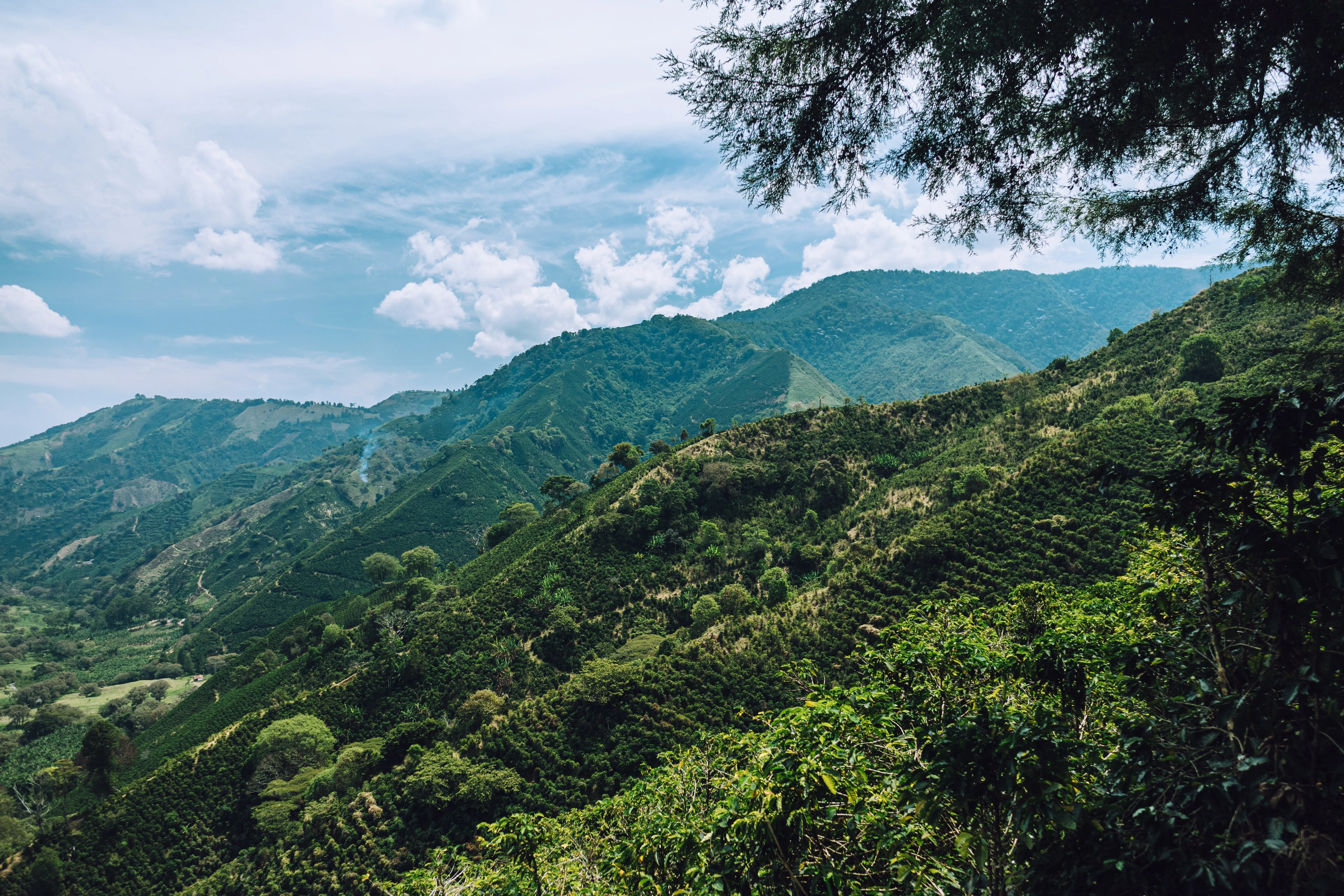 Colombia | Fernando Paiva | Caturra Washed #8487