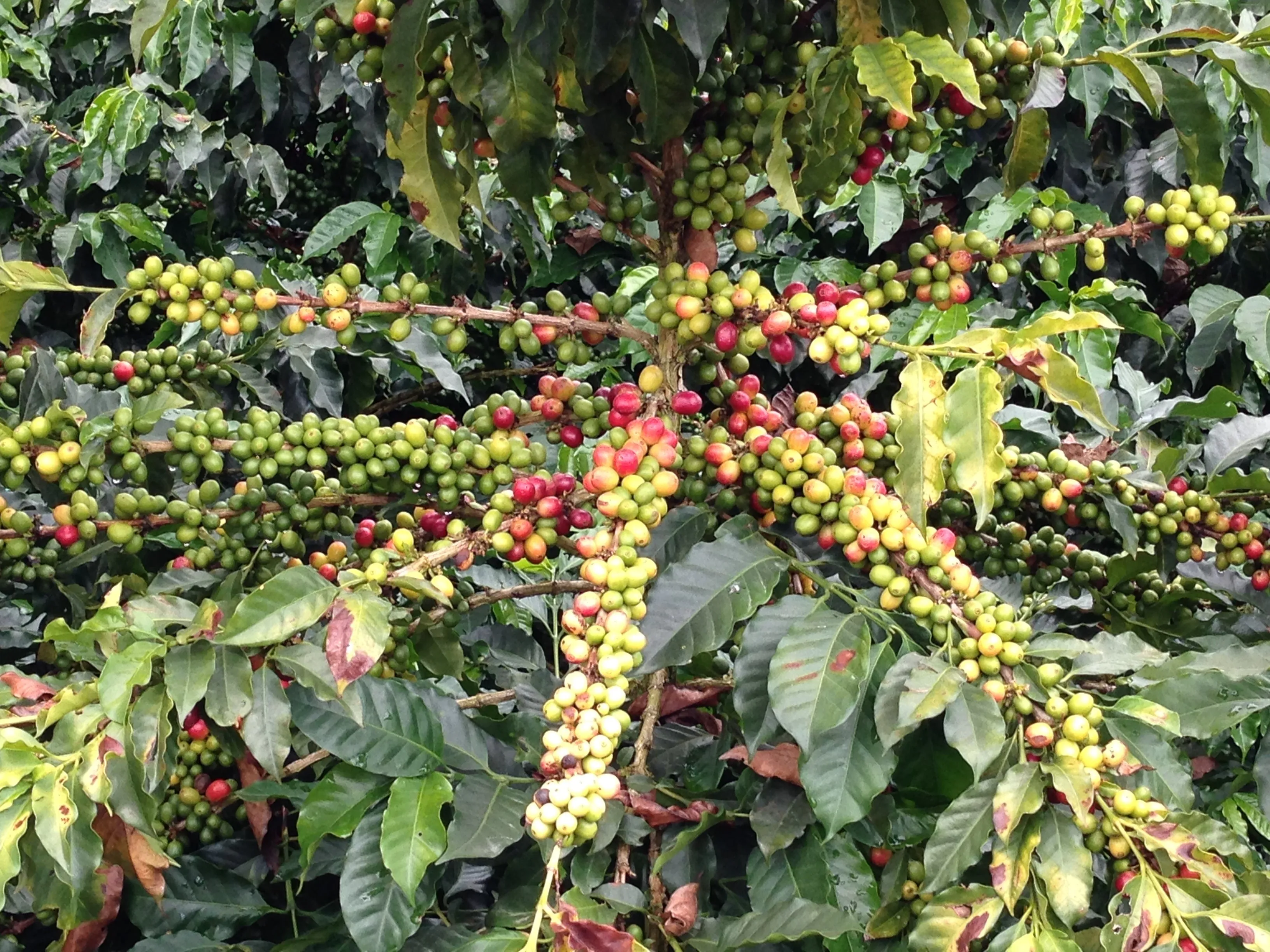 Colombia | Fernando Paiva | Caturra Washed #8487