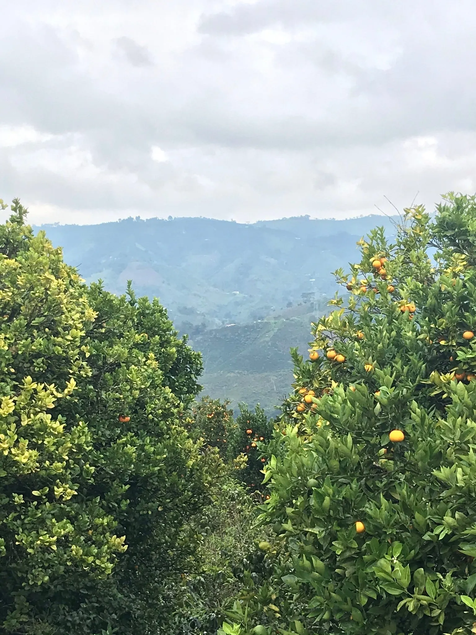 Colombia | Fernando Paiva | Caturra Washed #8487