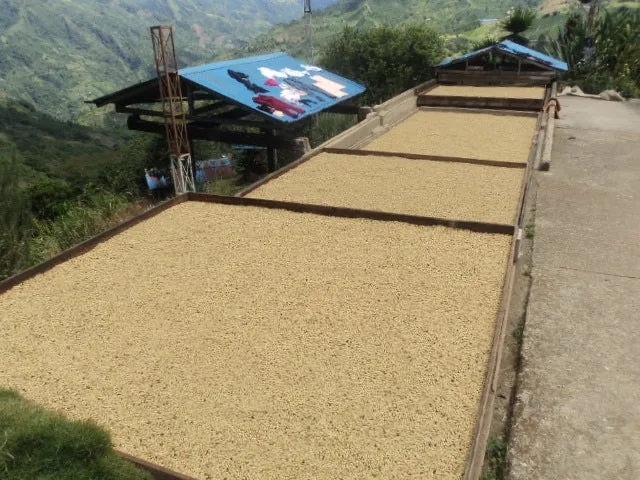 Colombia | Fernando Paiva | Caturra Washed #8487