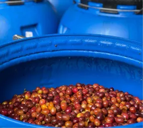 Colombia Finca Santuario Red Bourbon Double CM   FILTER