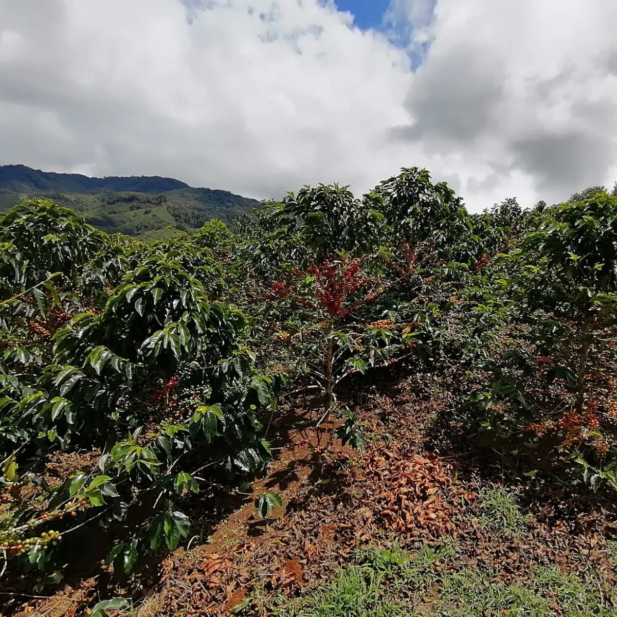 Colombia | Miller Bustos | El Mirador | Pink Bourbon Anaerobic Natural