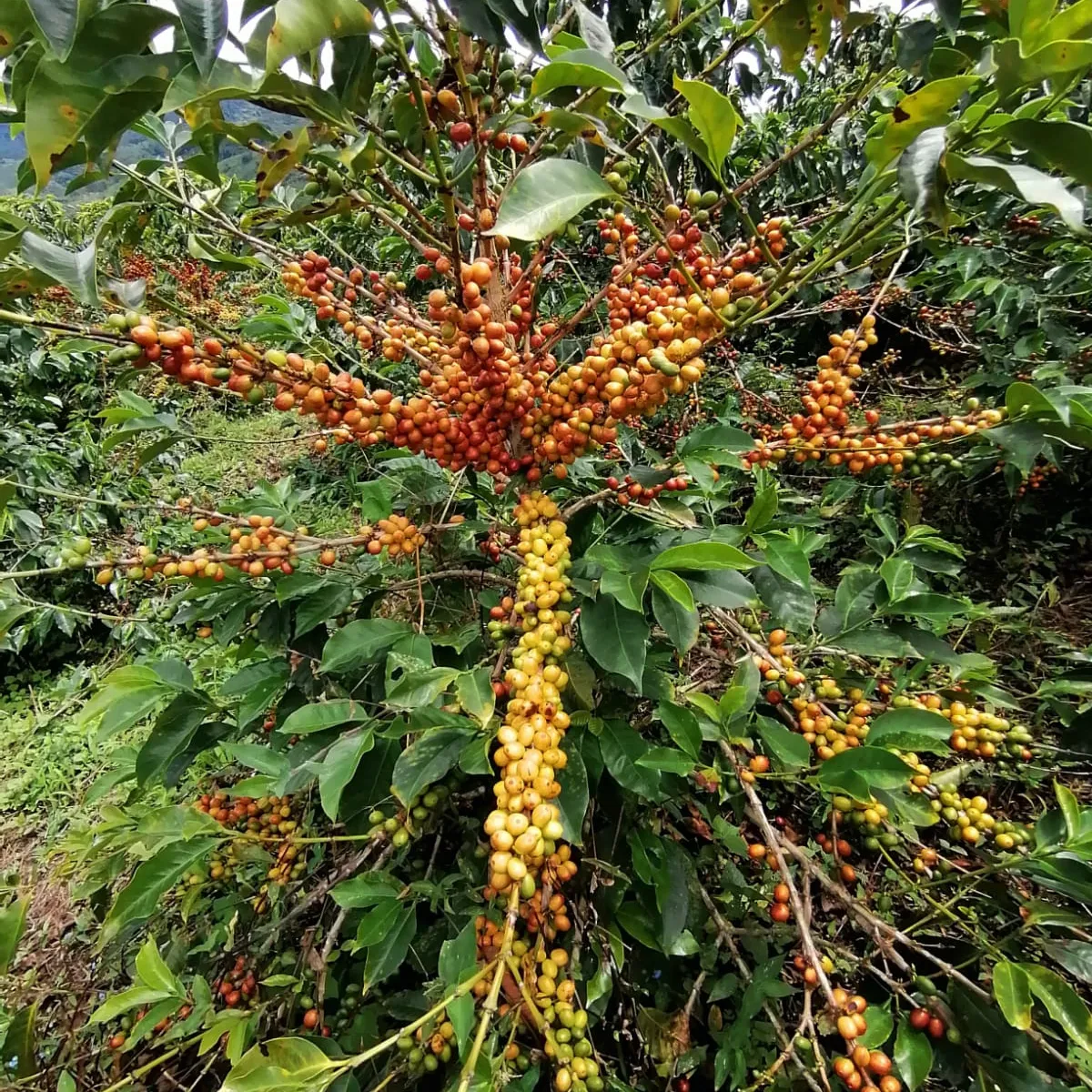 Colombia | Miller Bustos | El Mirador | Pink Bourbon Anaerobic Natural