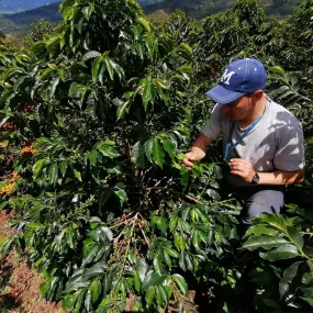 Colombia | Miller Bustos | El Mirador | Pink Bourbon Anaerobic Natural