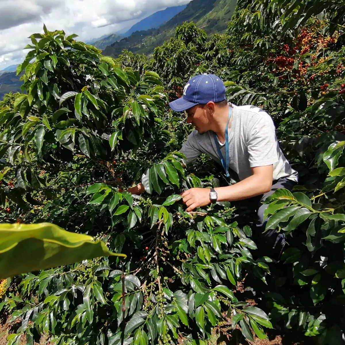 Colombia | Miller Bustos | El Mirador | Pink Bourbon Anaerobic Natural