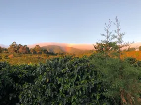 Costa Rica Volcan Azul SL28 Natural ESPRESSO