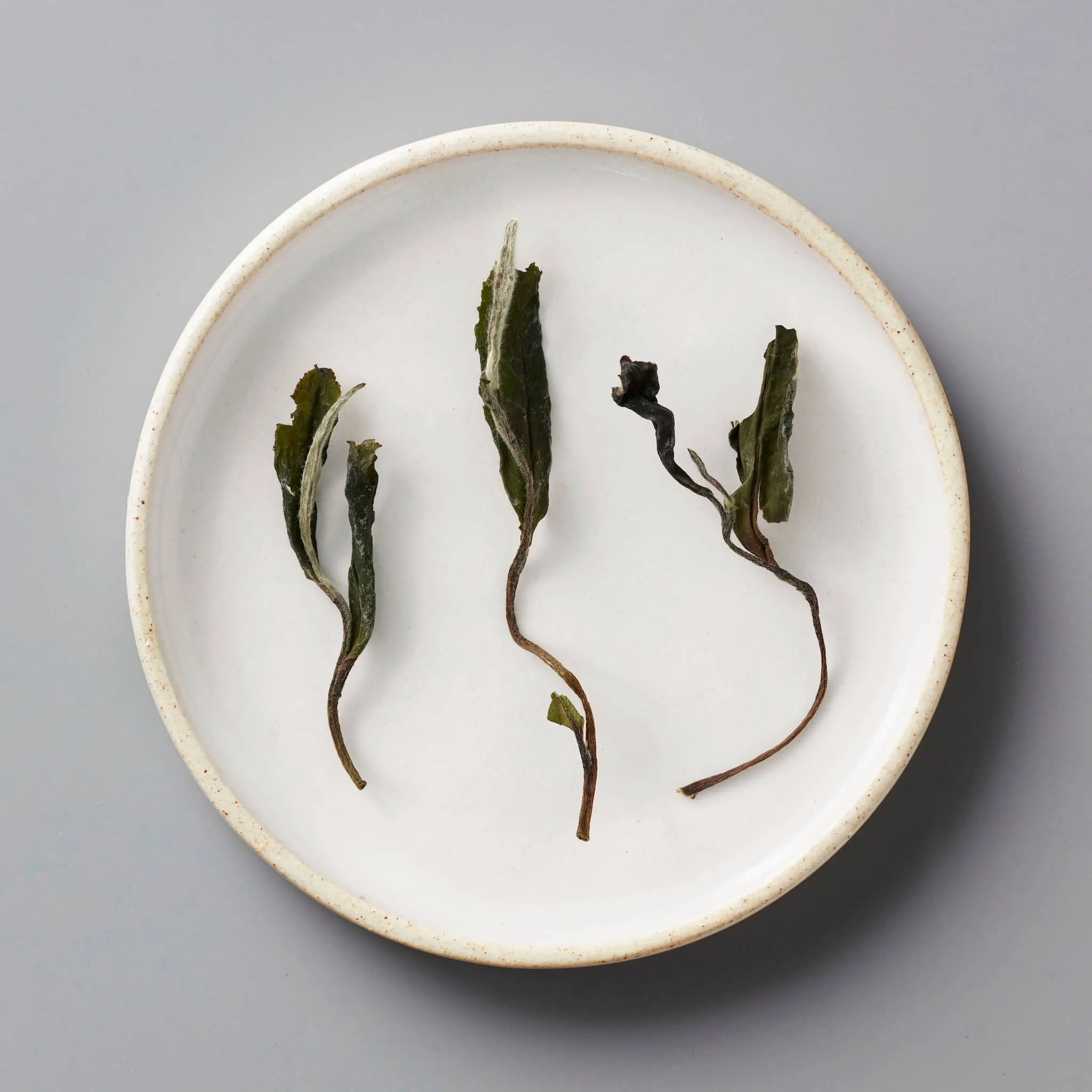 FUDING BAI MUDAN | white