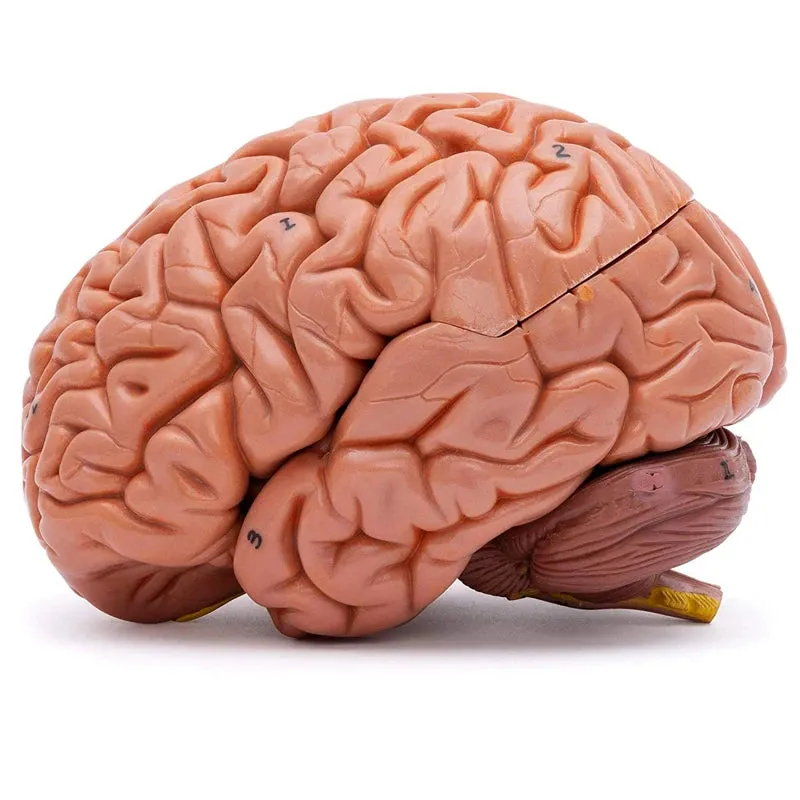 Human Head Skull with Brain Anatomy Model Medical Science Teaching Resources