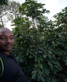 Kenya Gifted AA      Filter
