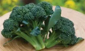 Organic Heirloom Sun King Broccoli Seeds