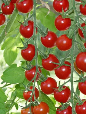 Vegetable - Tomato Super Sweet 100