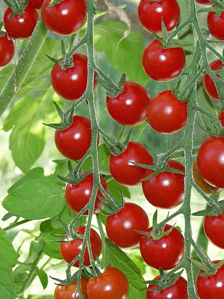 Vegetable - Tomato Super Sweet 100