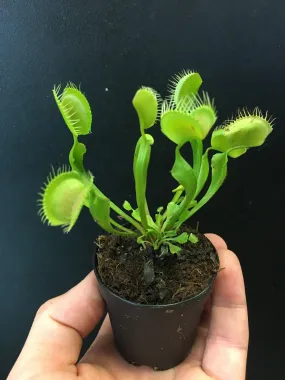 Venus Fly Trap