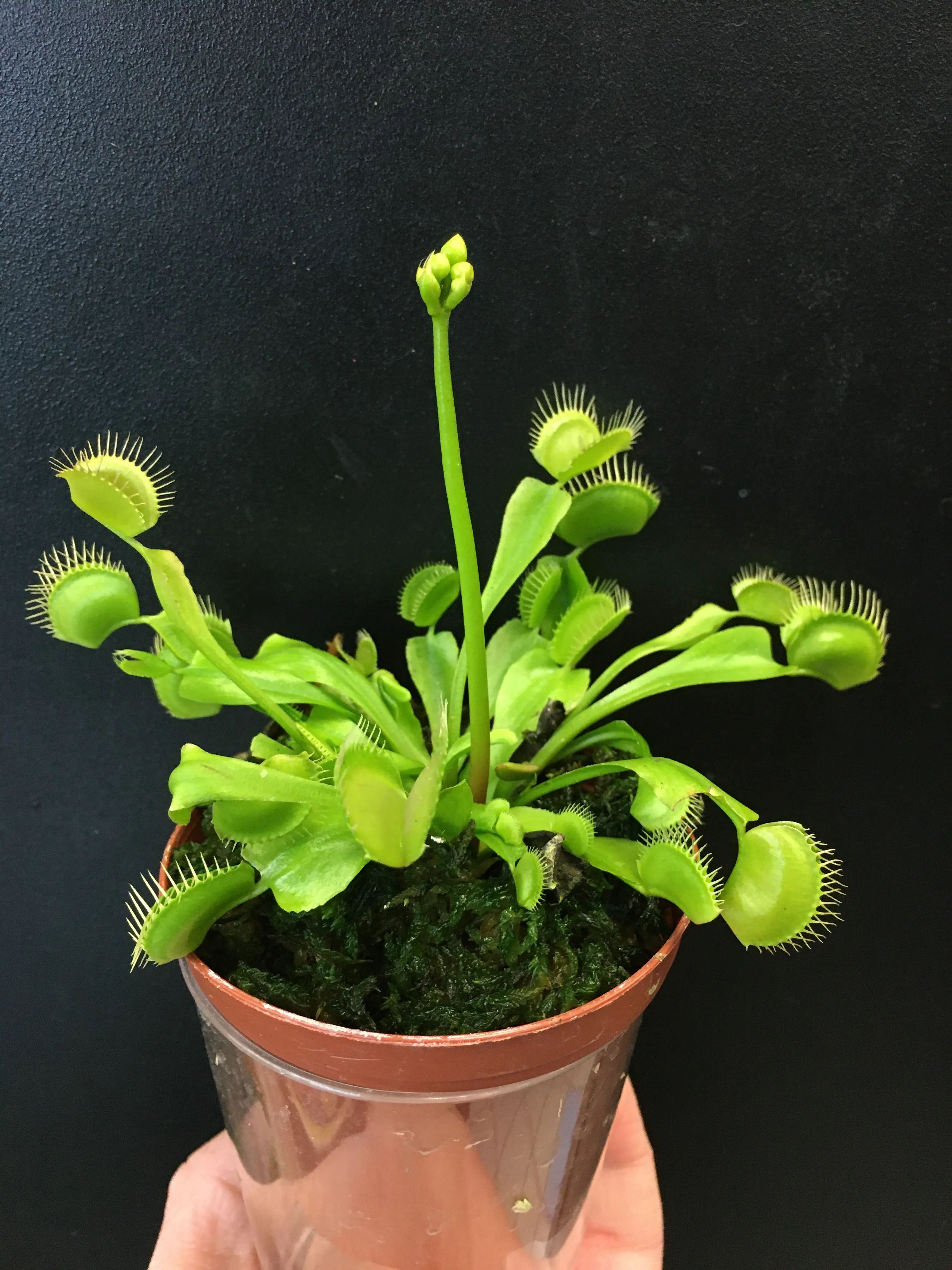 Venus Fly Trap